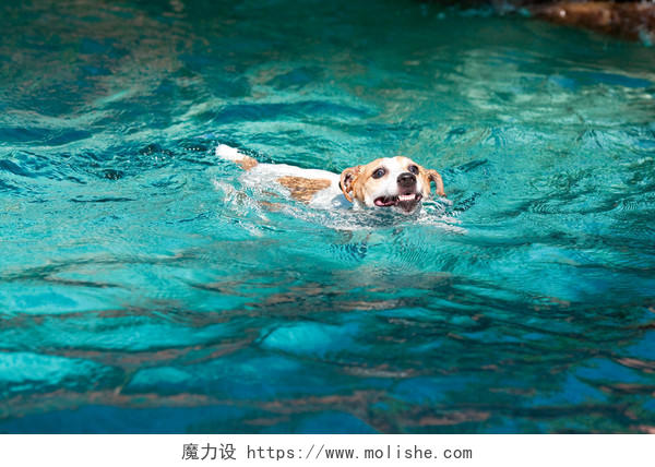 小狗在游泳
